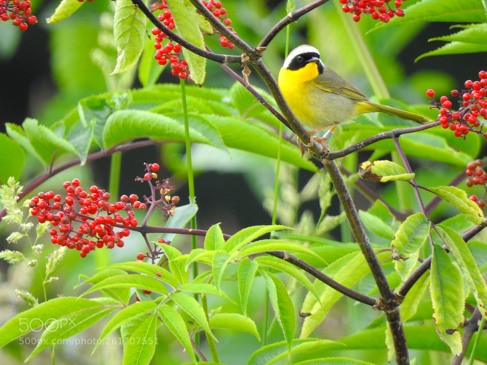 Nikon Coolpix P900 sample photo. Common yellowthroat photography