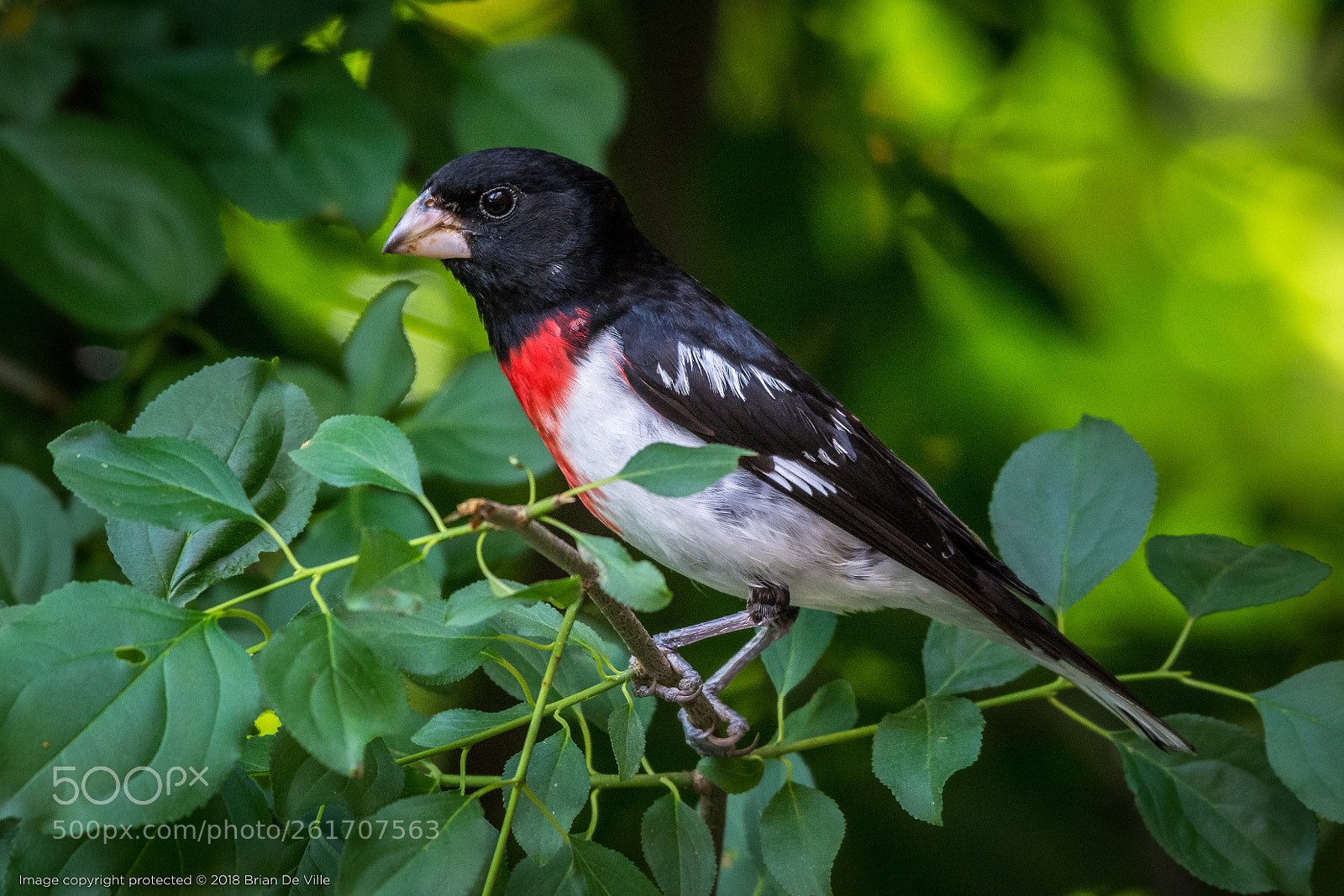 Nikon D7100 sample photo. Rose breasted grosbeak, male photography