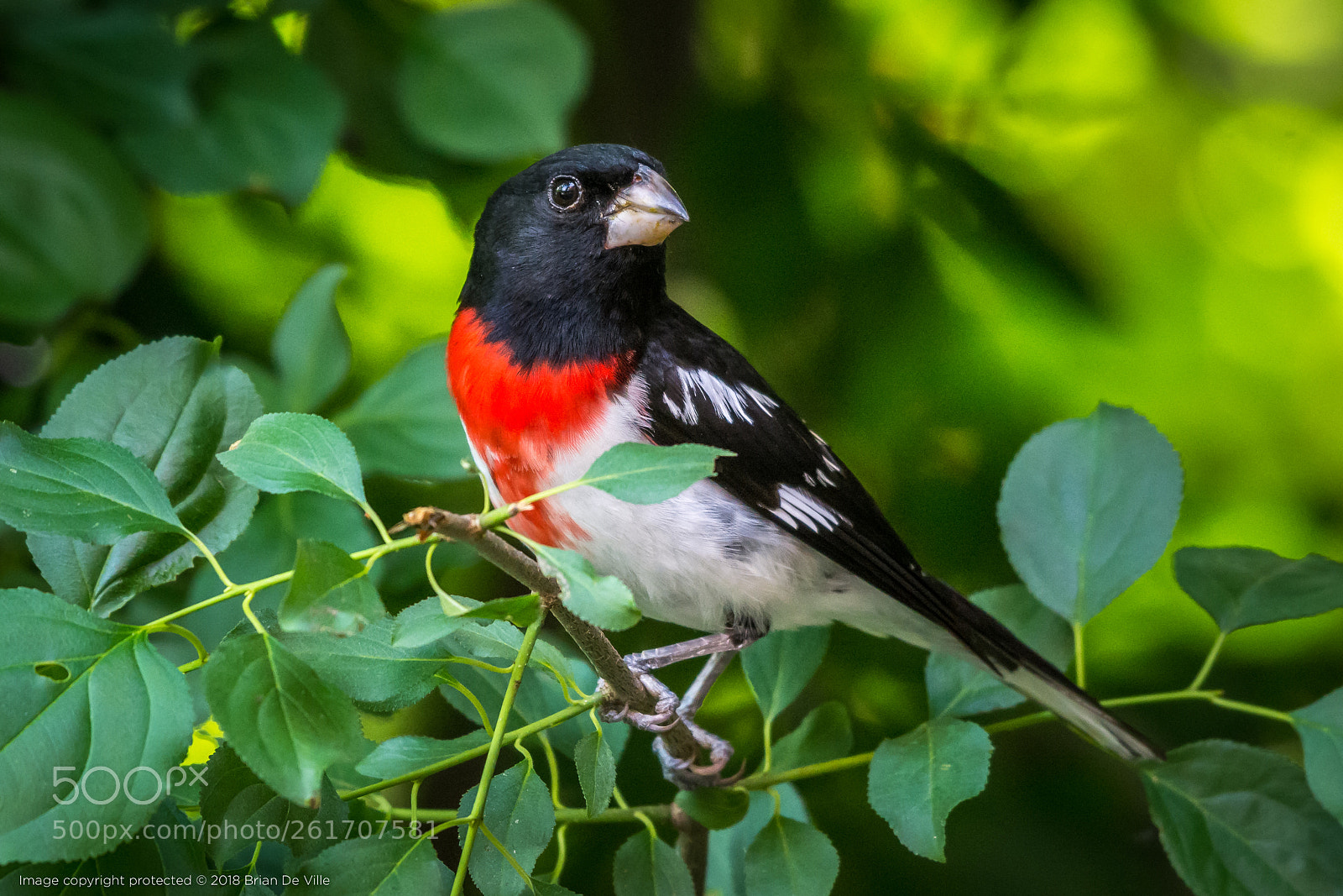 Nikon D7100 sample photo. Rose breasted grosbeak, male photography
