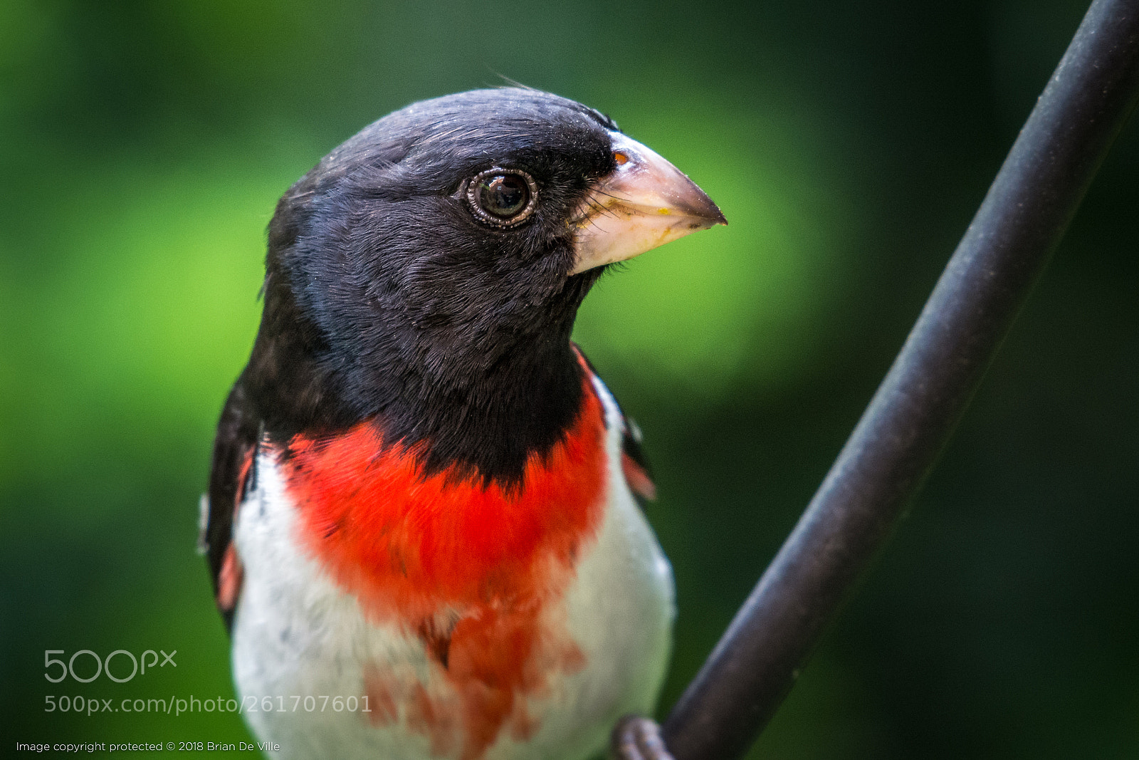 Nikon D7100 sample photo. Rose breasted grosbeak, male photography