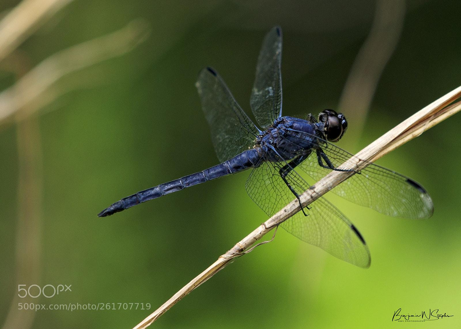 Canon EOS 80D sample photo. Slaty skimmer... photography