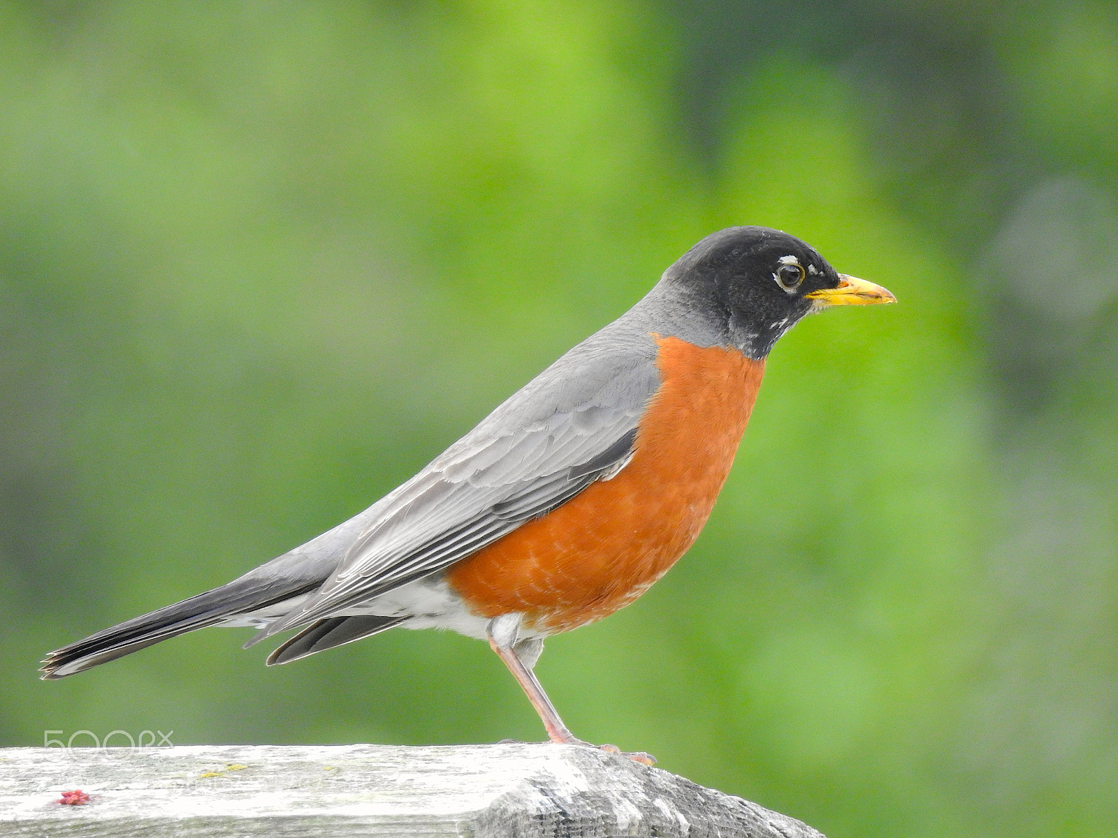 Nikon Coolpix P900 sample photo. Red robin photography