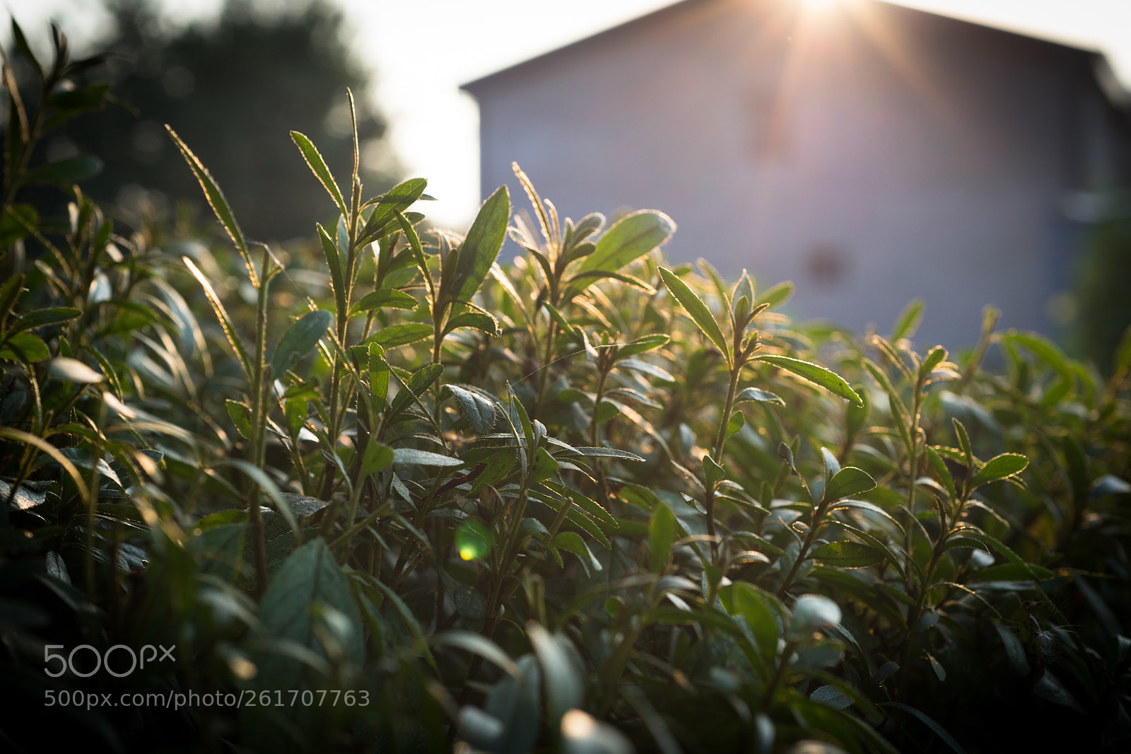 Nikon Df sample photo. Autumn garden photography
