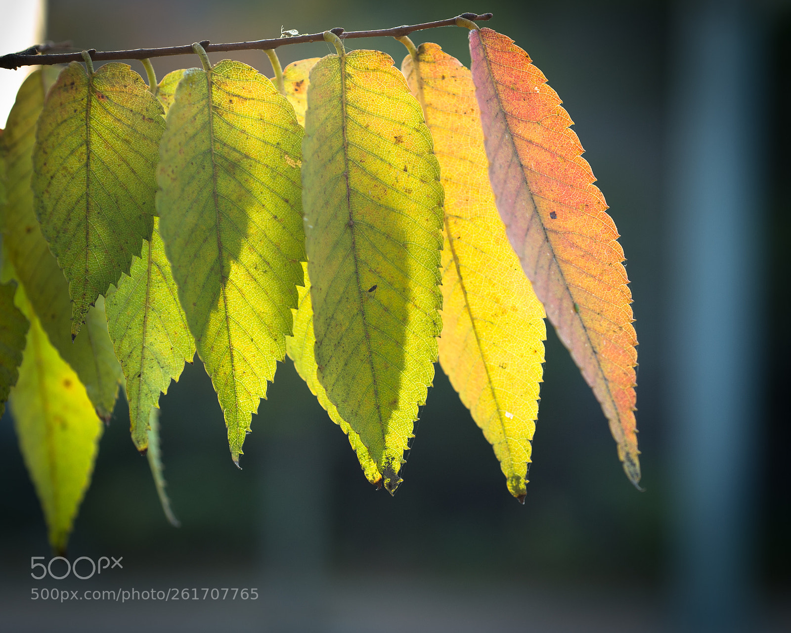 Nikon Df sample photo. Autumn garden photography