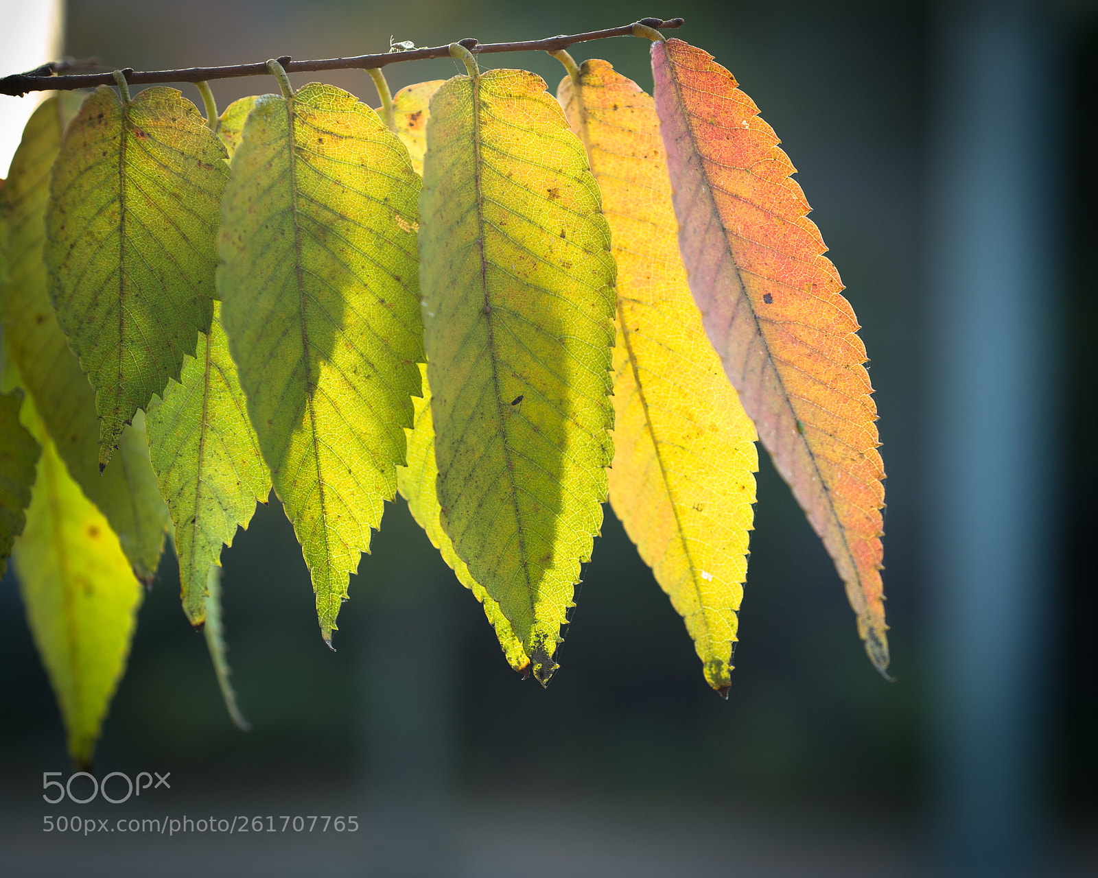 Nikon Df sample photo. Autumn garden photography