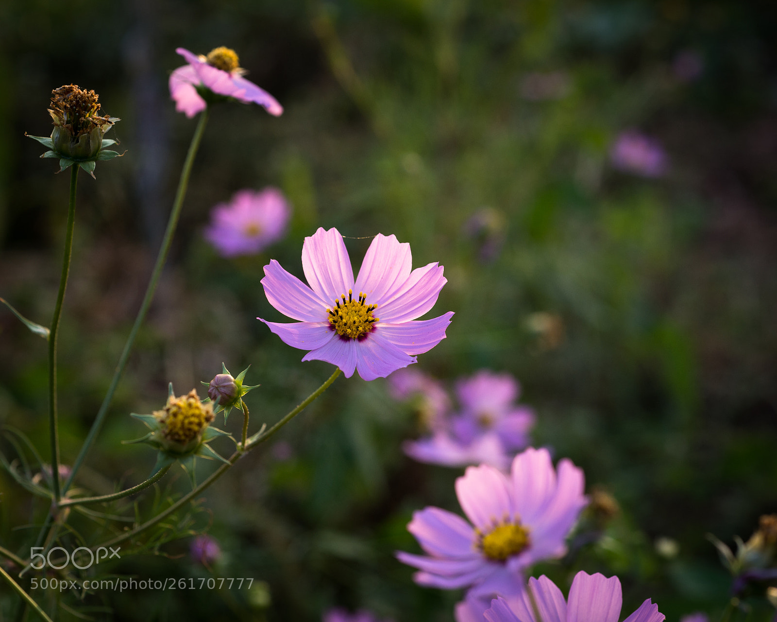 Nikon Df sample photo. Autumn garden photography