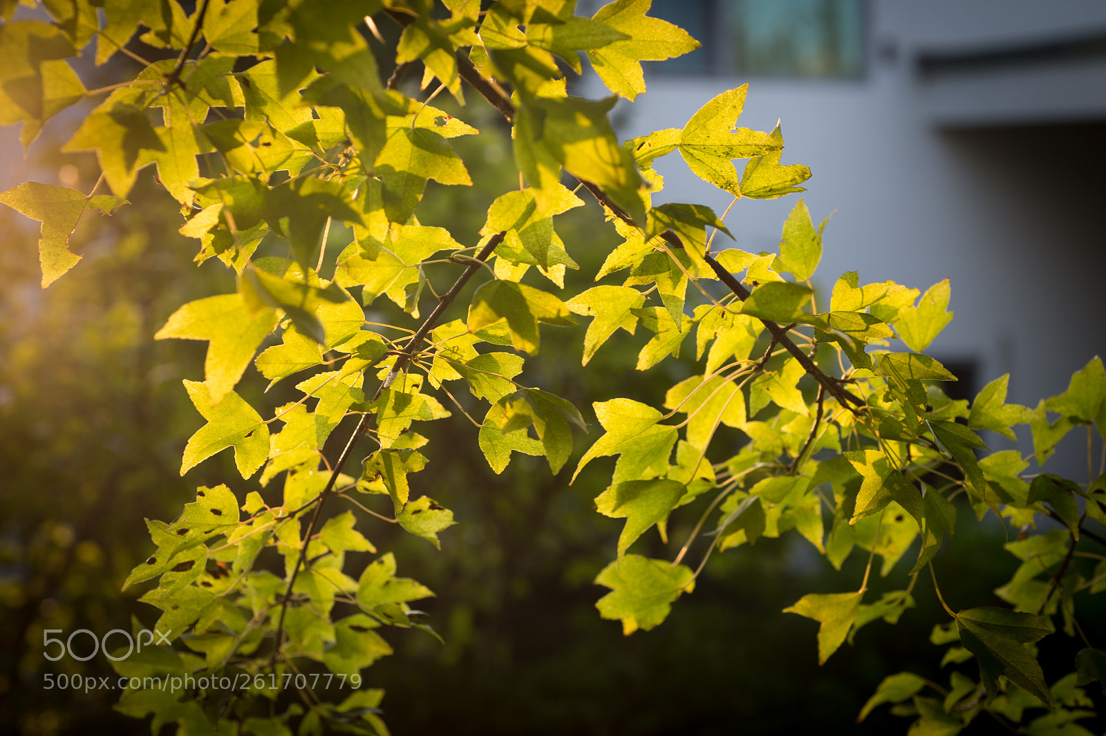 Nikon Df sample photo. Autumn garden photography