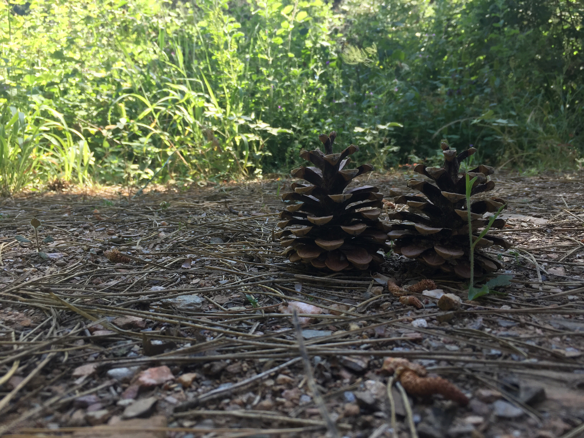 Apple iPhone 6 Plus sample photo