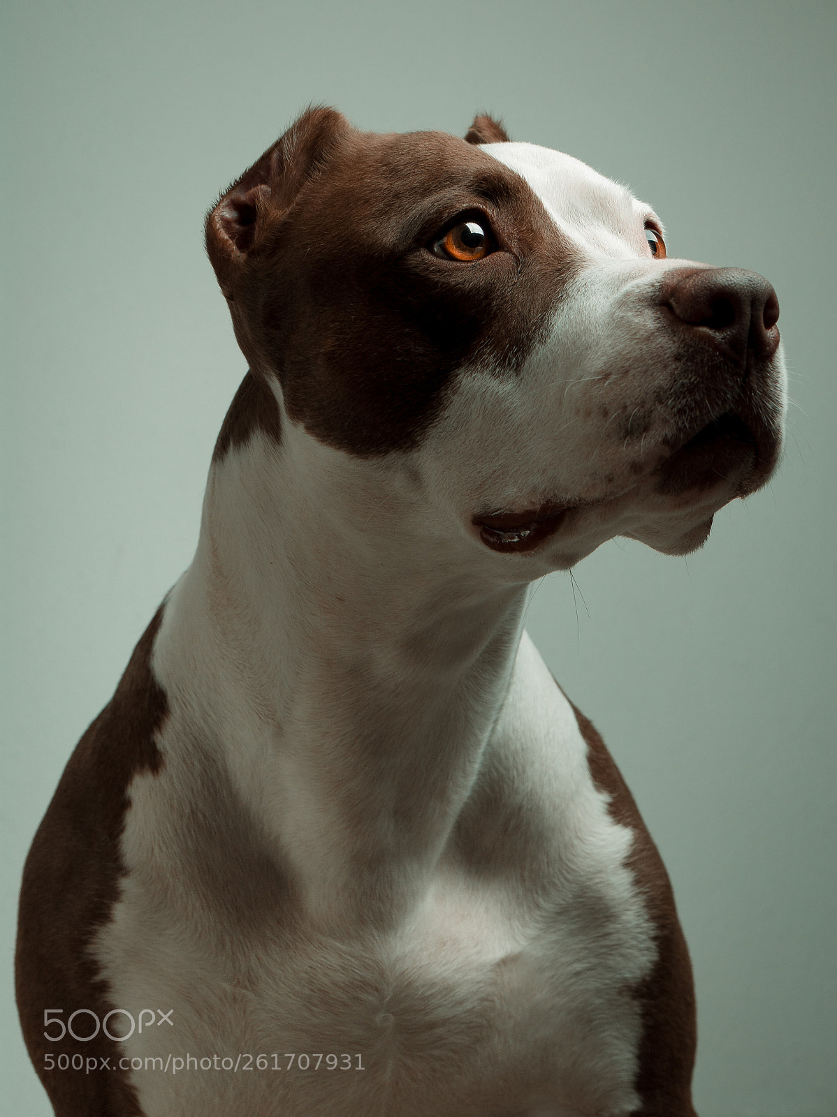 Nikon D7100 sample photo. Make the american pitbull photography