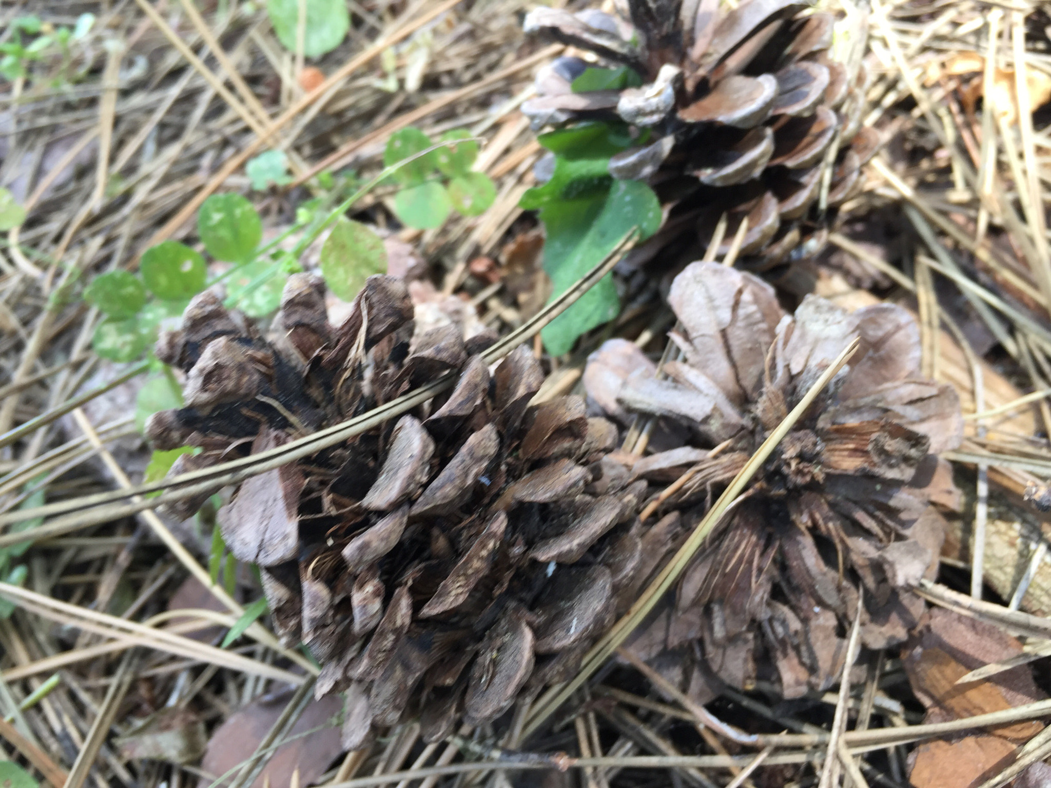 Apple iPhone 6 Plus sample photo
