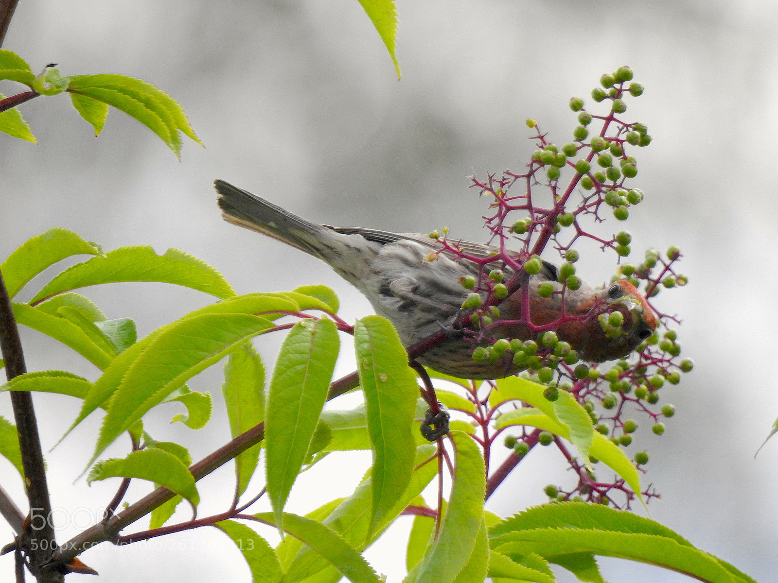 Nikon Coolpix P900 sample photo. House finch photography