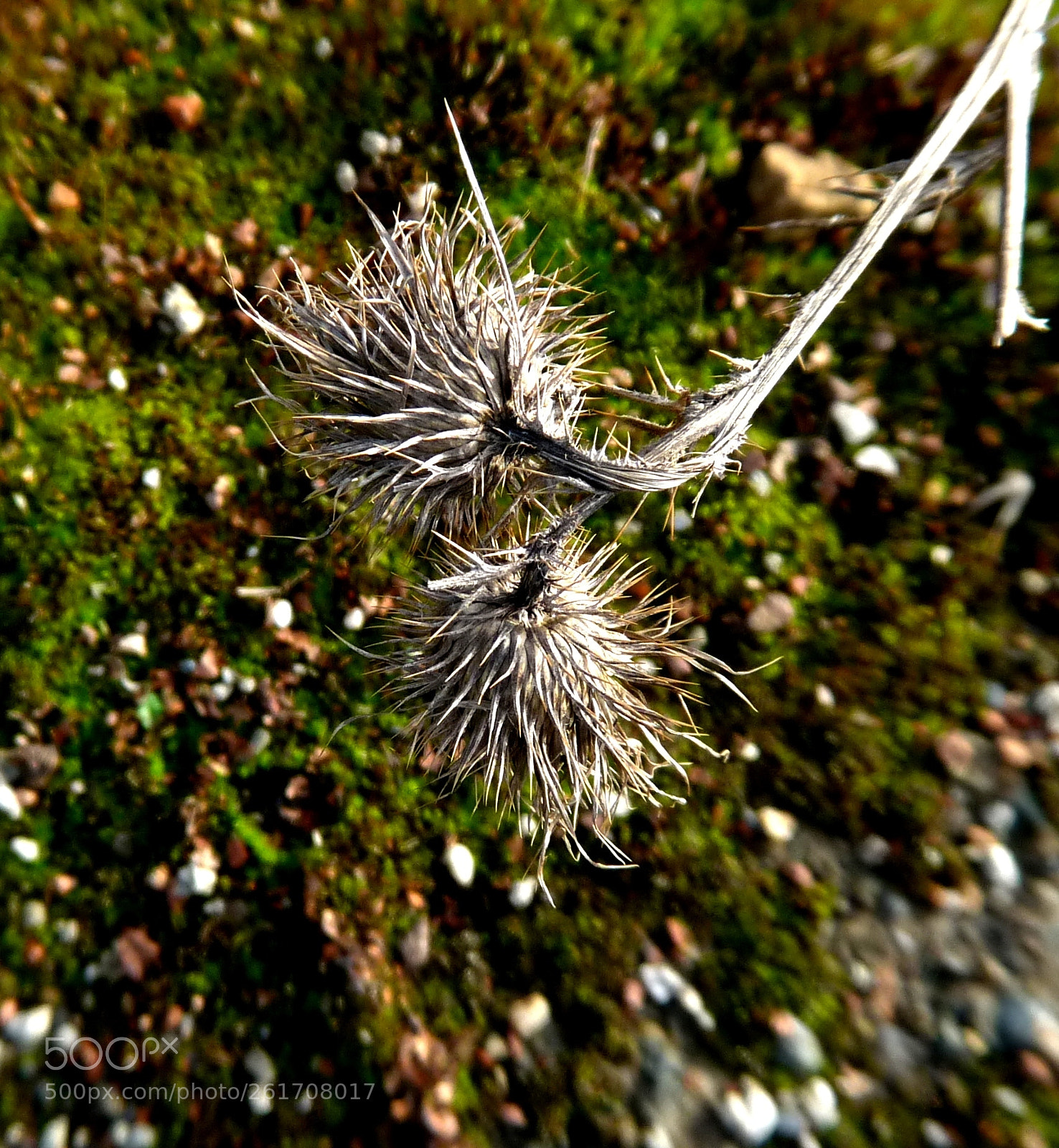 Panasonic Lumix DMC-FZ28 sample photo. Trockene distelblüten photography
