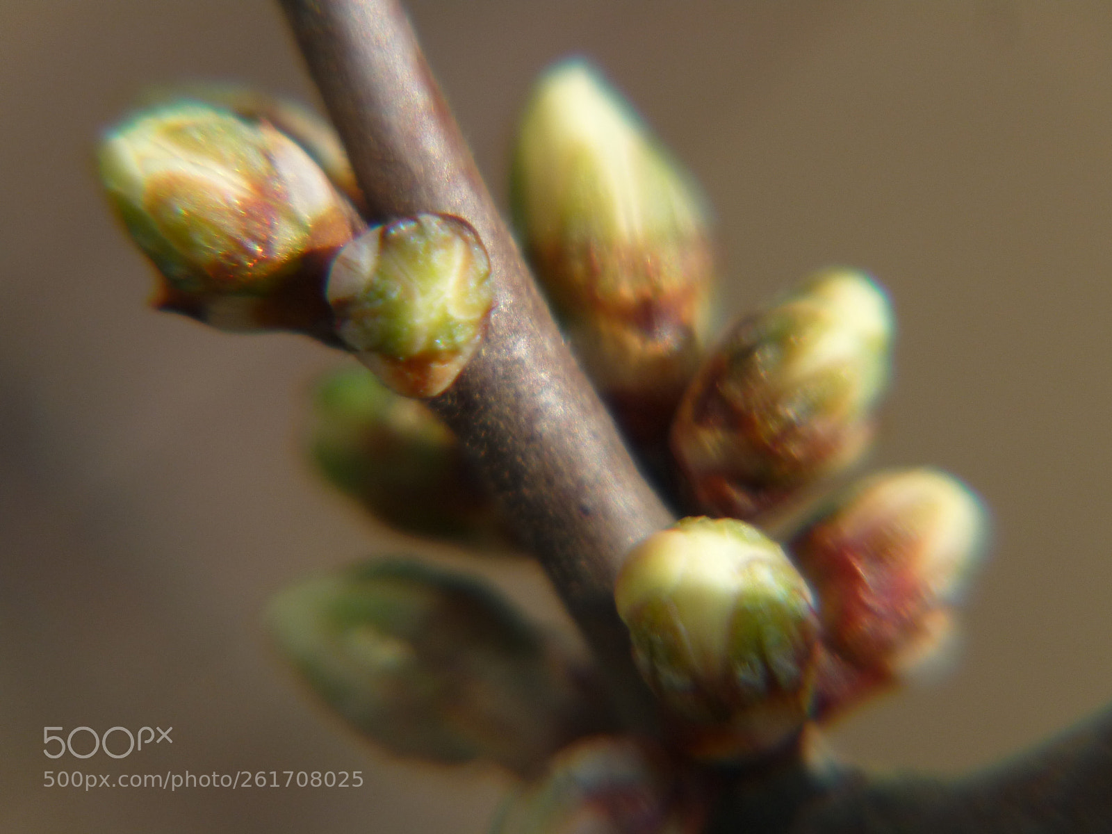 Panasonic Lumix DMC-FZ28 sample photo. Das leben erwacht photography