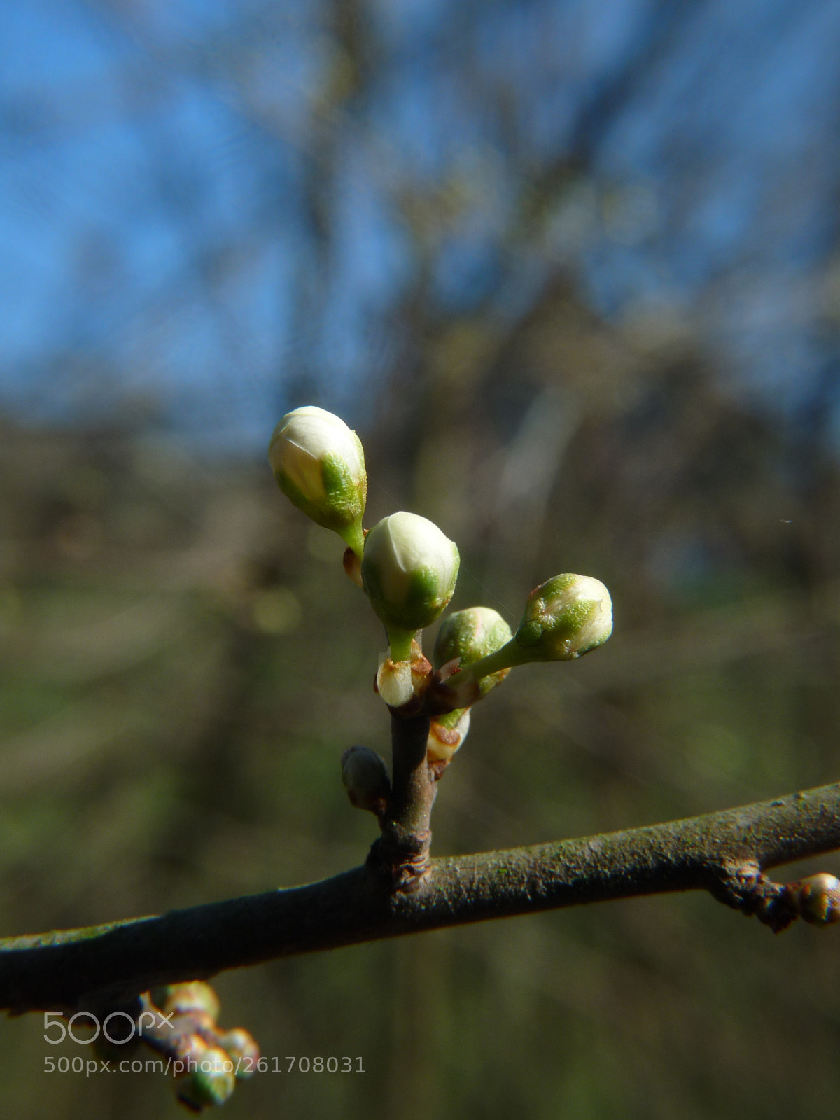 Panasonic Lumix DMC-FZ28 sample photo. Die knospen schwellen photography