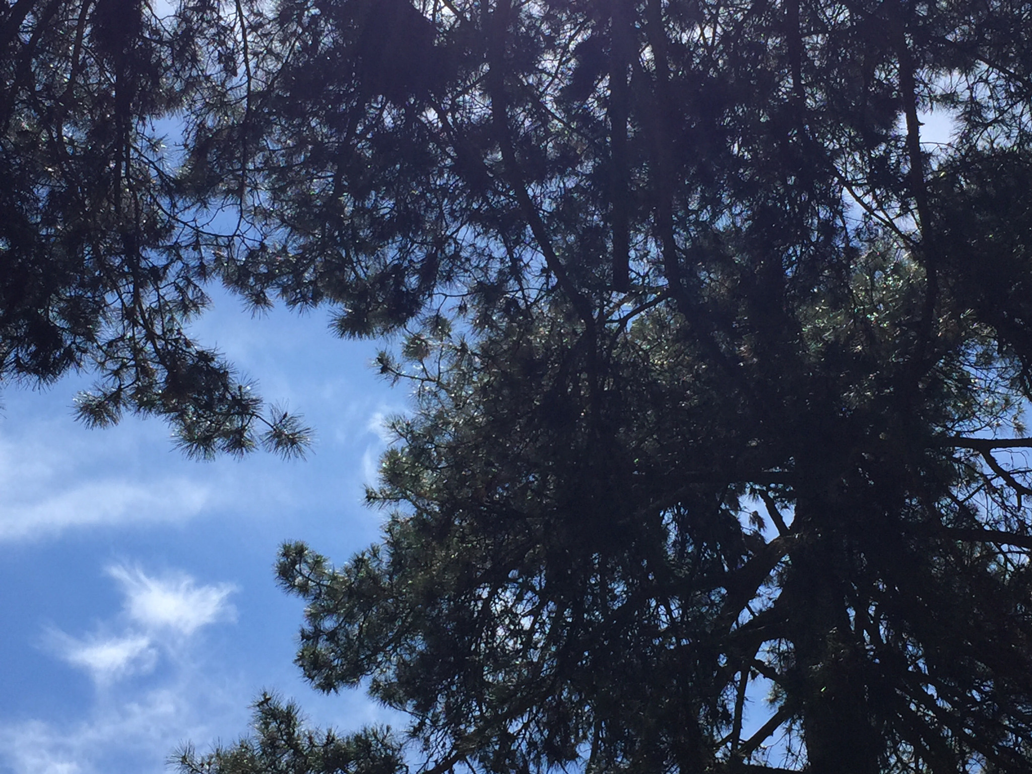Apple iPhone 6 Plus sample photo