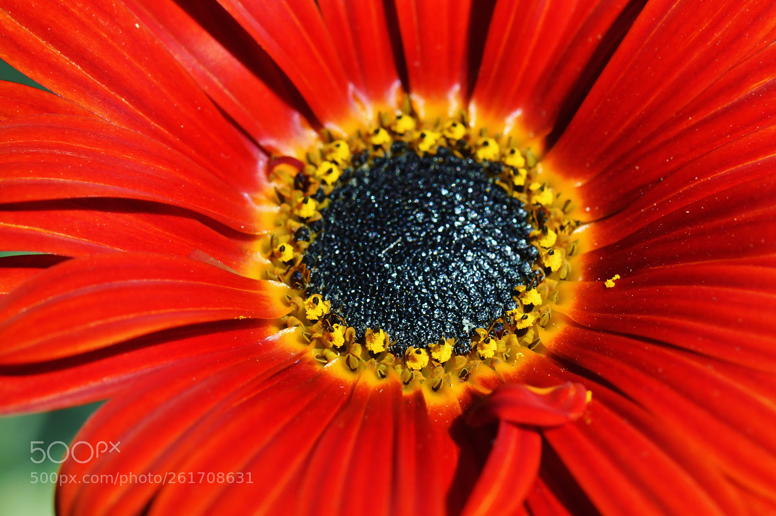 Nikon D500 sample photo. Flower photography
