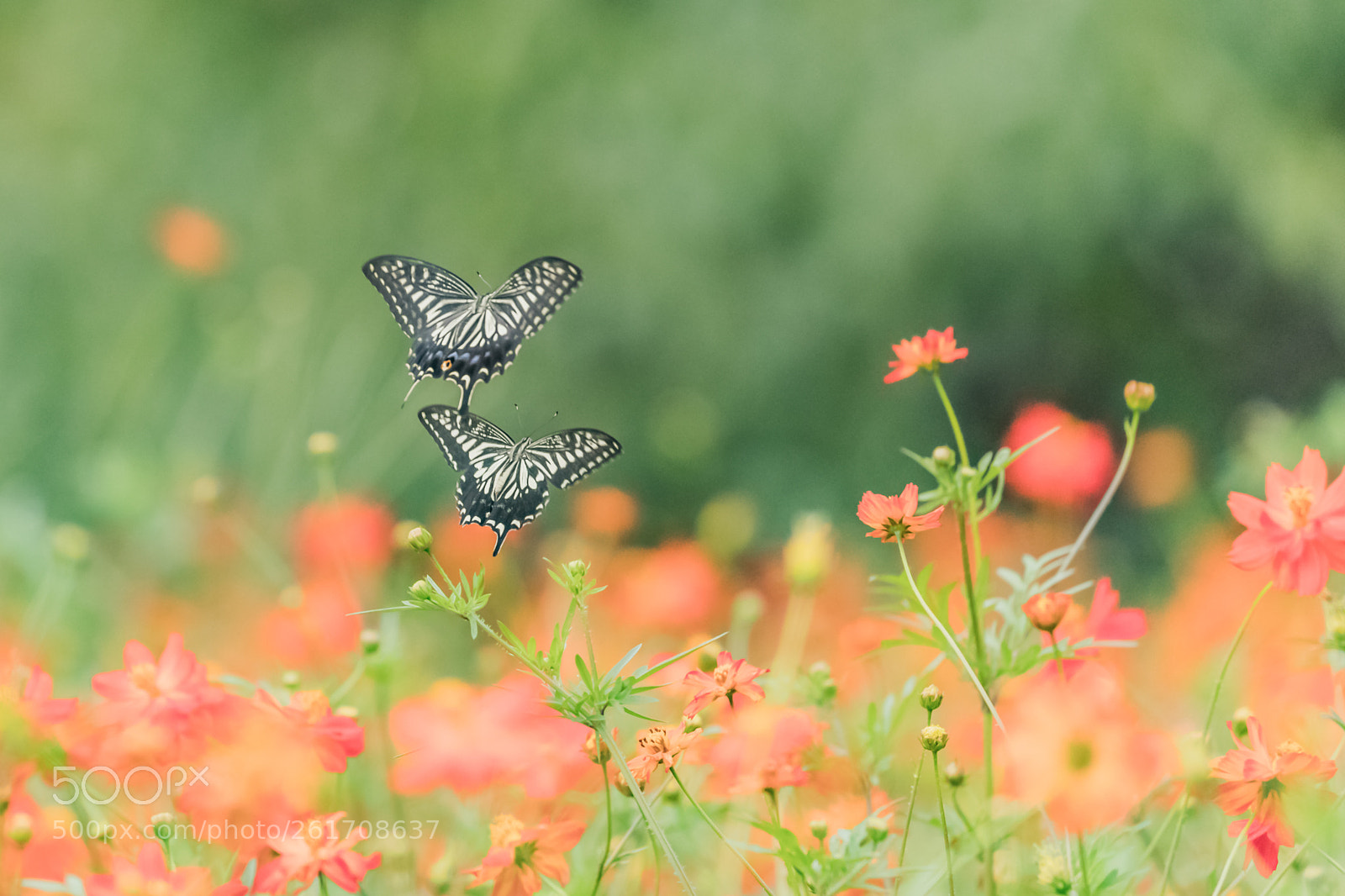 Canon EOS-1D X Mark II sample photo. Double ! photography
