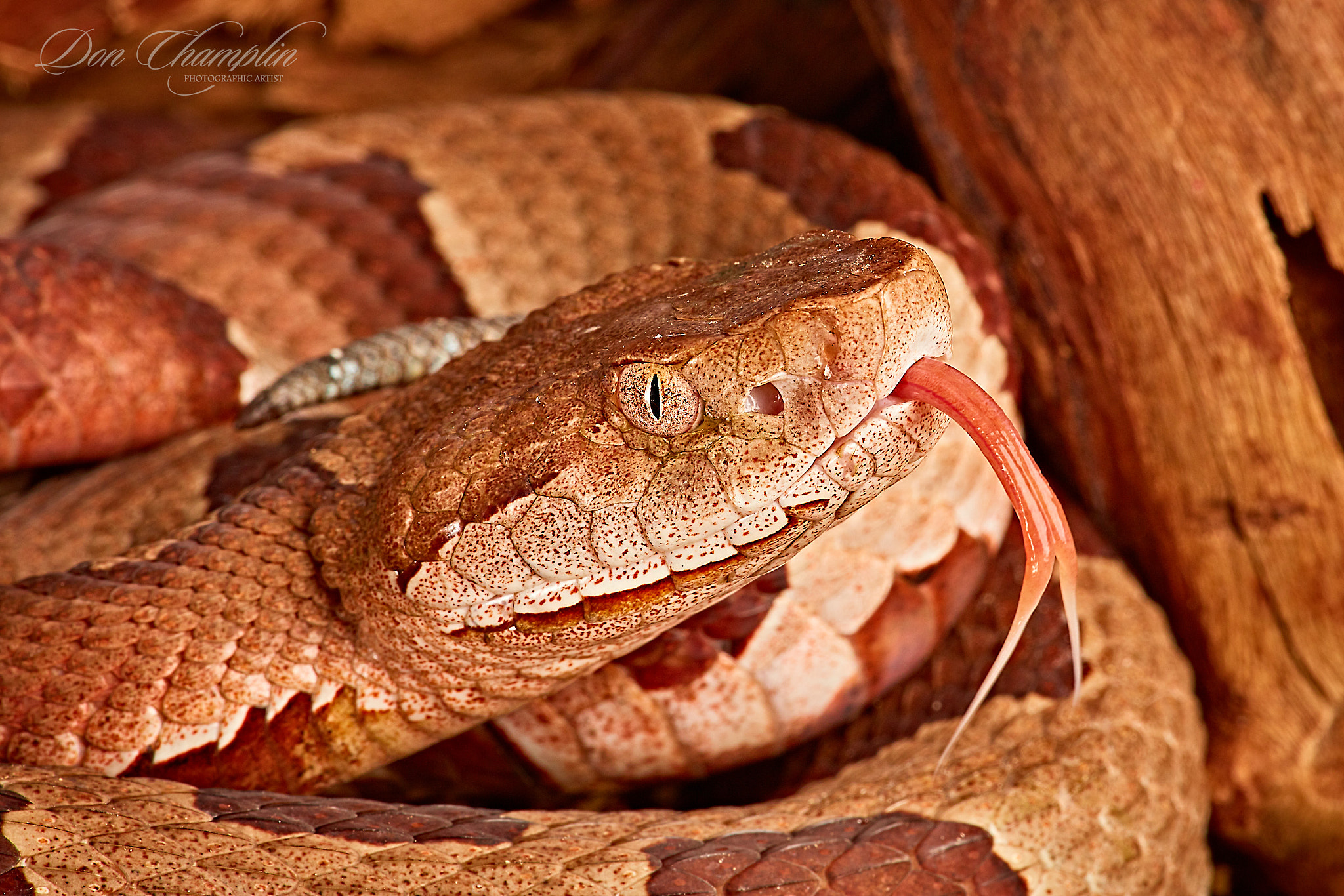 Canon EOS 5DS R sample photo. Copperhead macro photography