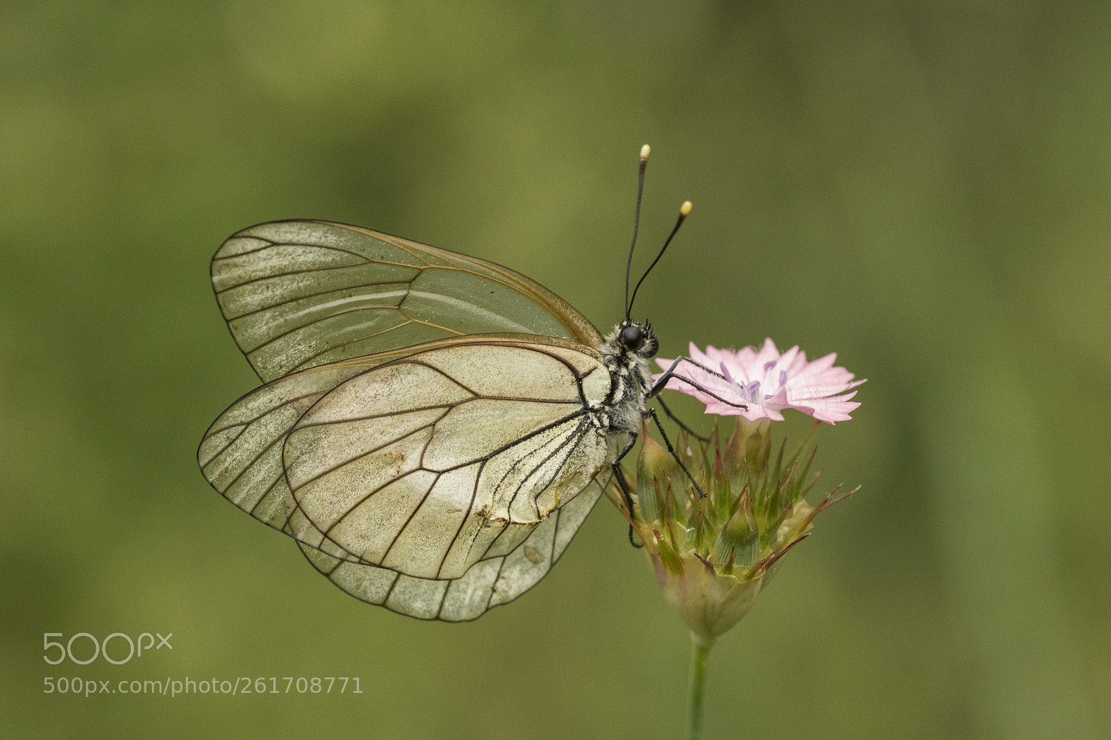 Canon EOS 7D Mark II sample photo. Al kelebe i black-veined photography