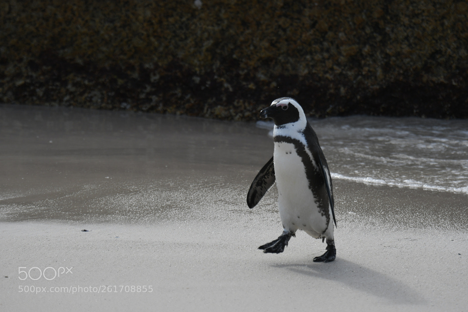 Nikon D500 sample photo. March of the penguins photography
