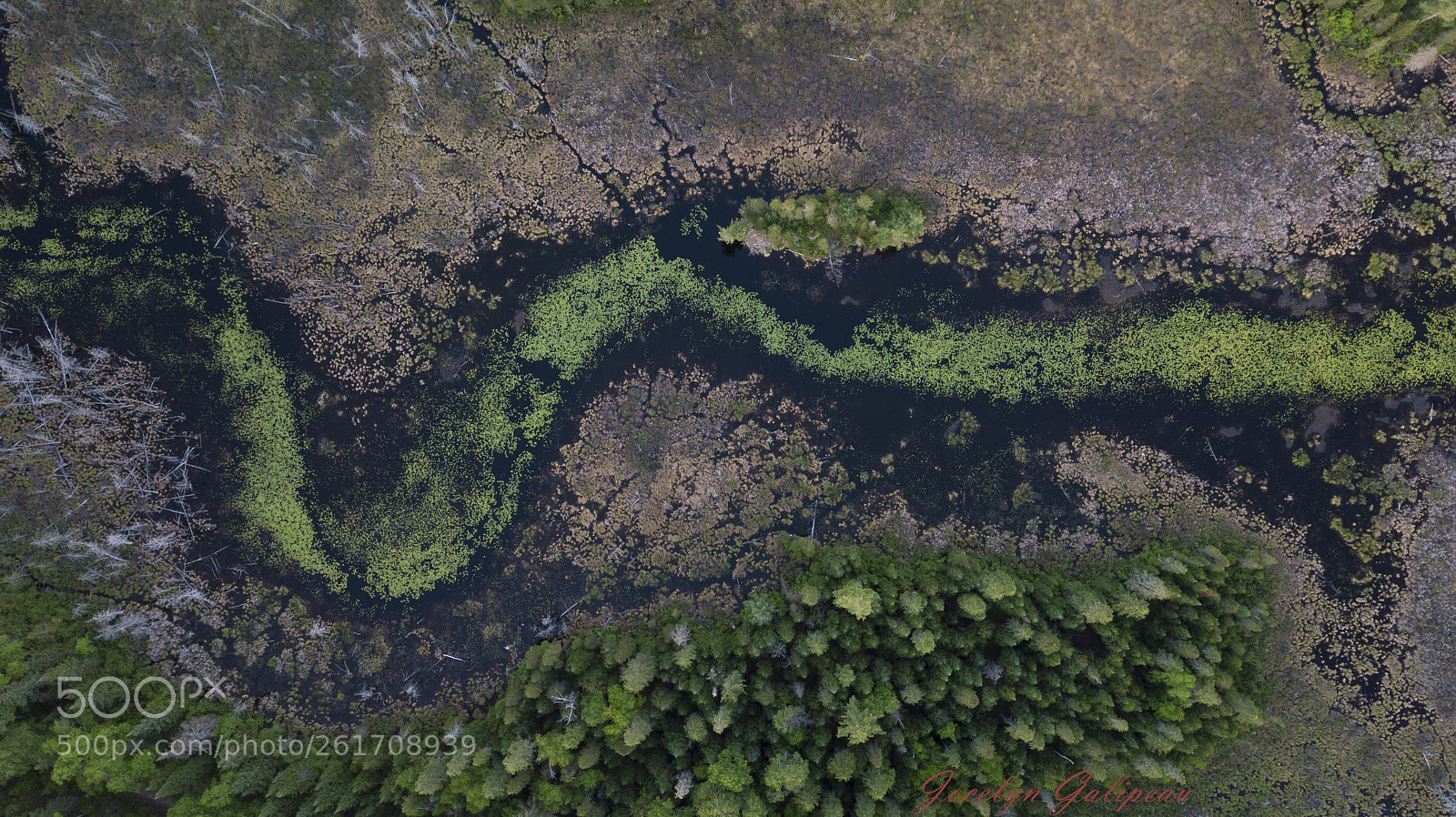 DJI FC220 sample photo. Swamp photography
