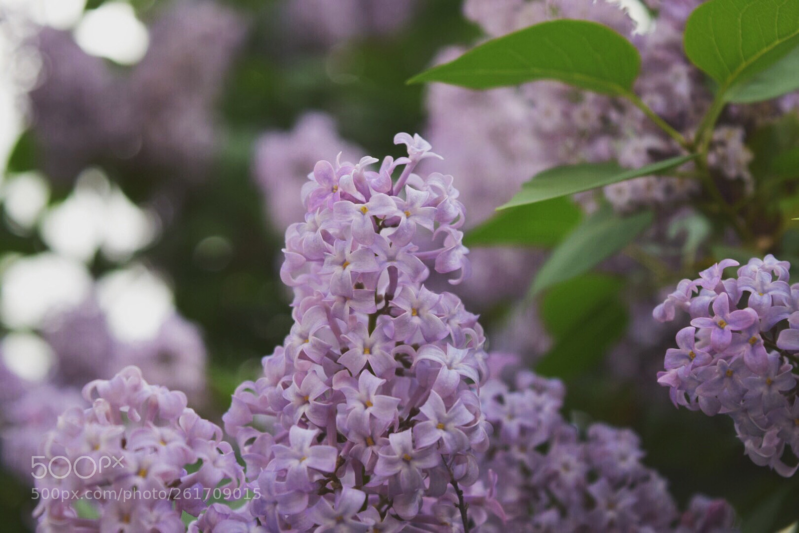 Nikon D5300 sample photo. Short life  photography