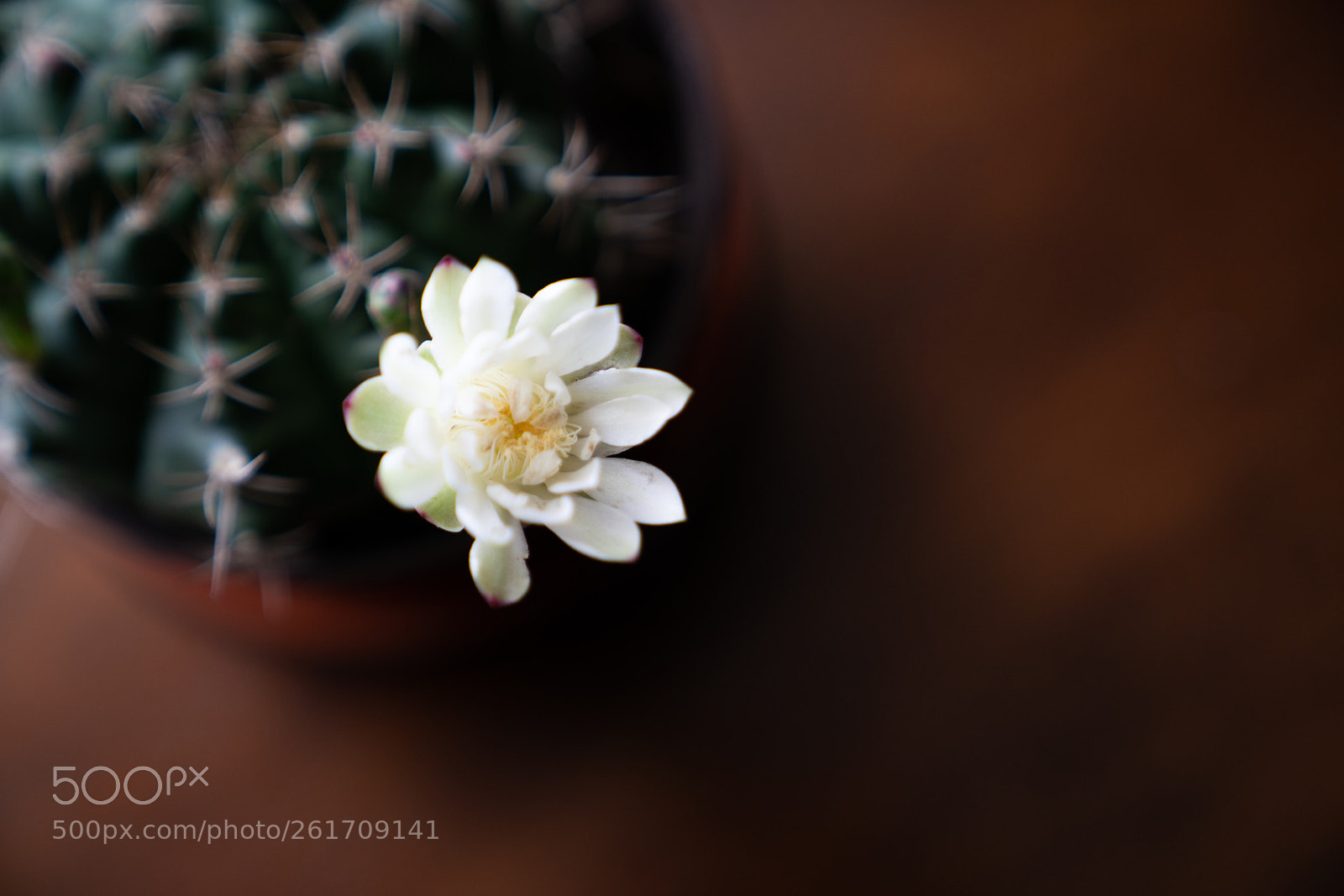 Sony a7R II sample photo. Blooming cactus photography