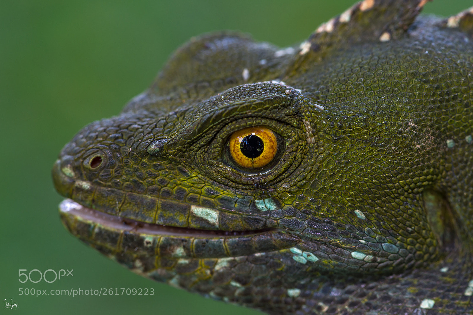 Nikon D4 sample photo. Brown basilisk photography