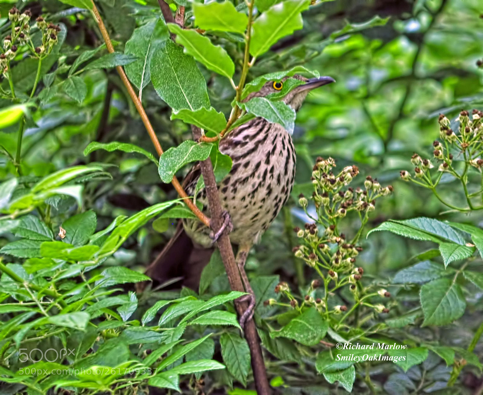 Nikon D5000 sample photo. Bird in bush photography
