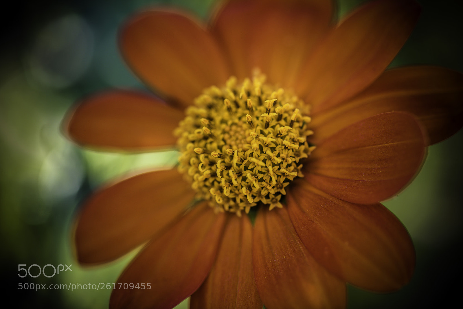 Nikon D810 sample photo. The disk. photography