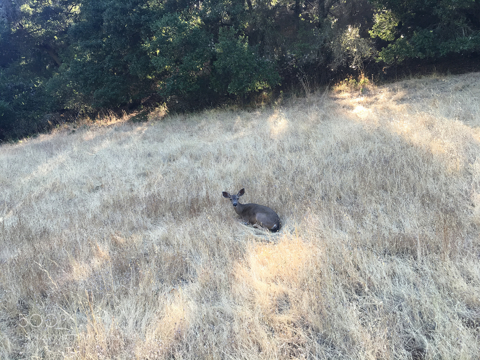 Apple iPhone 6s sample photo. Deer gazes intently at photography