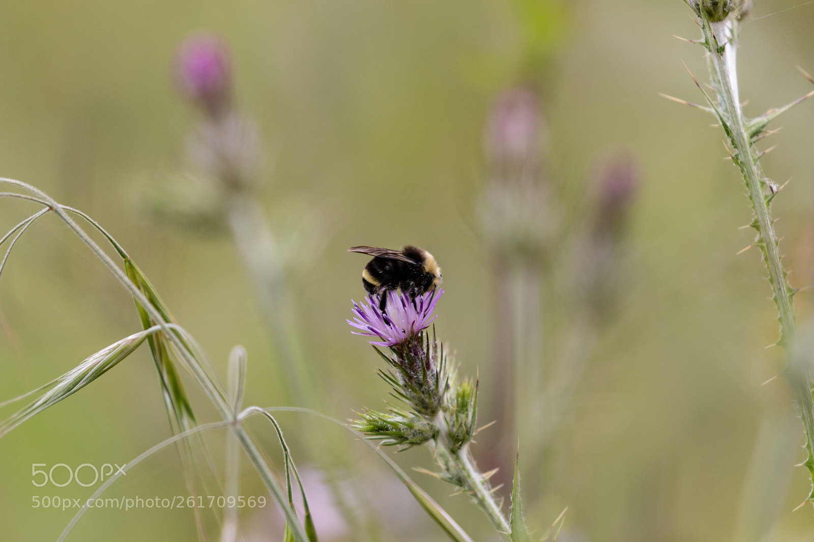 Canon EOS 70D sample photo. Thistle and bee photography