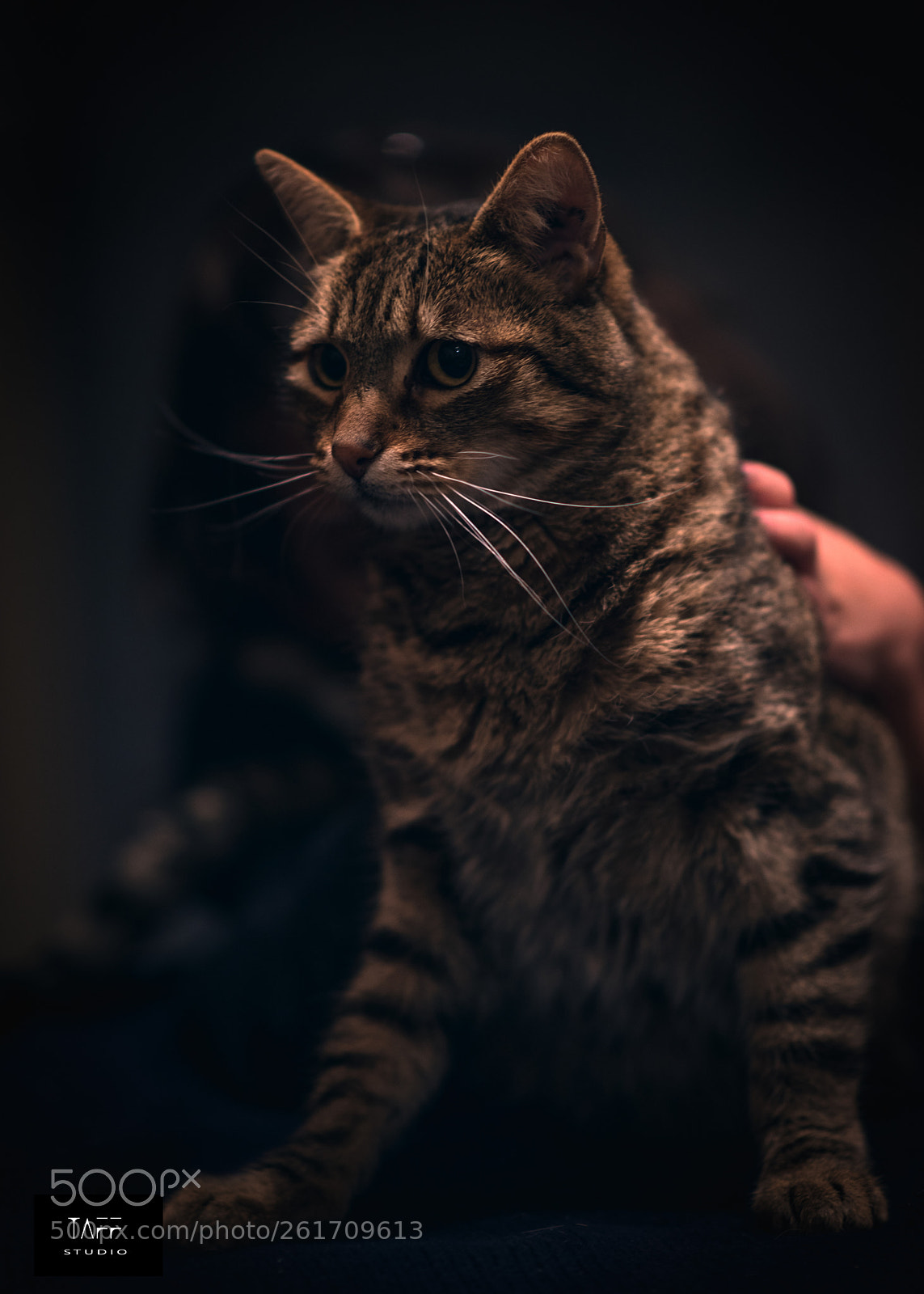 Nikon D810 sample photo. Taff-studio photography