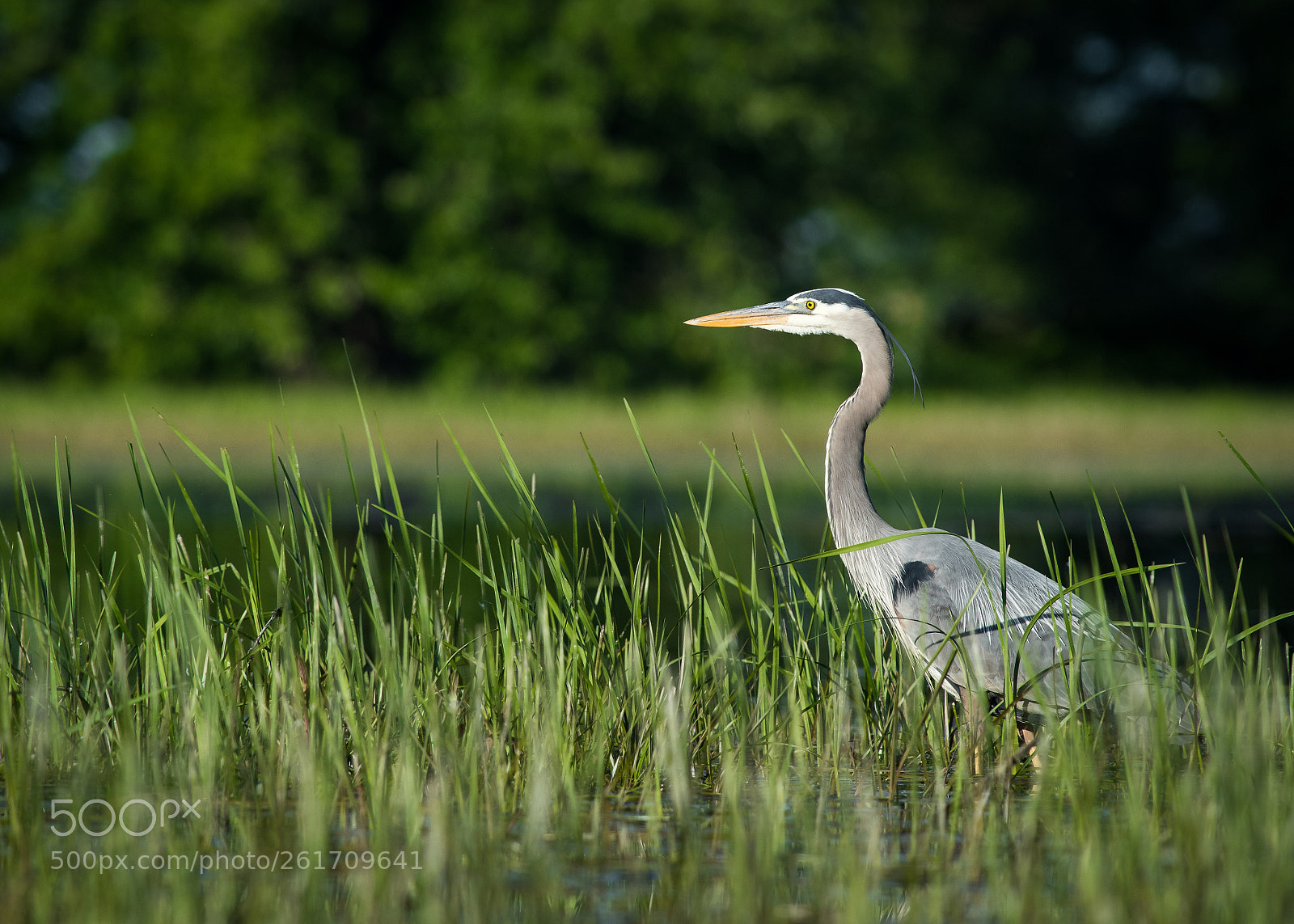 Nikon D810 sample photo. Back in the marsh photography