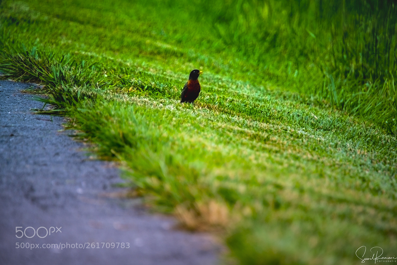 Sony a7R II sample photo. The lonely traveler photography