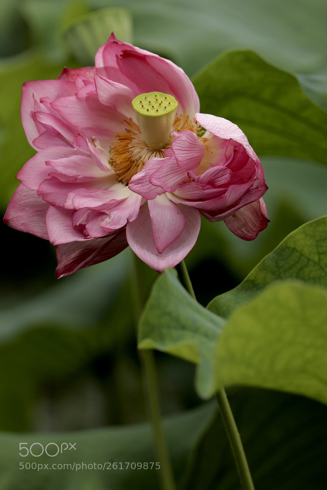 Canon EOS 5D Mark IV sample photo. 红莲 photography