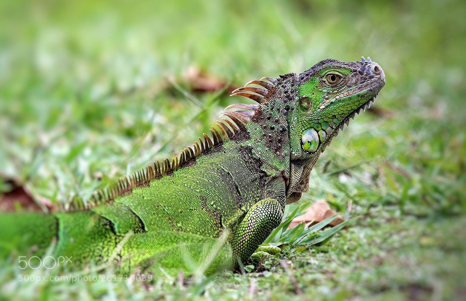 Canon EOS 600D (Rebel EOS T3i / EOS Kiss X5) sample photo. Iguana verde subadulta photography