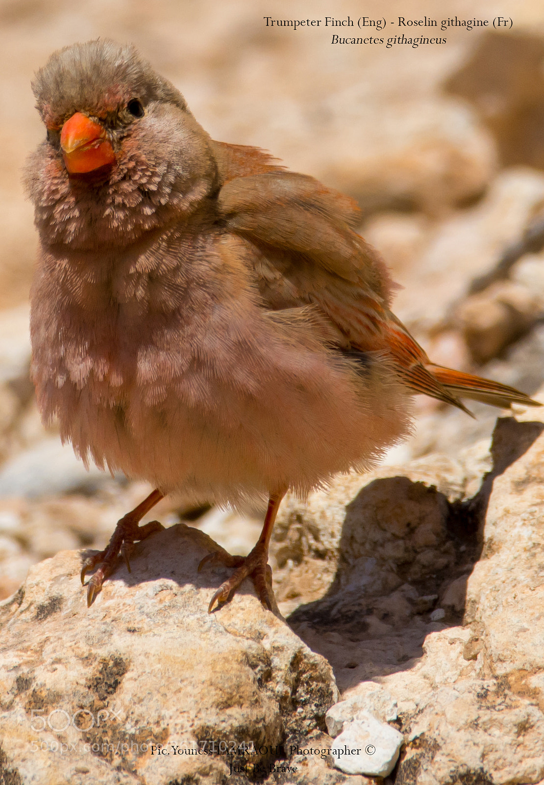 Nikon D7100 sample photo. Trumpeter finch photography