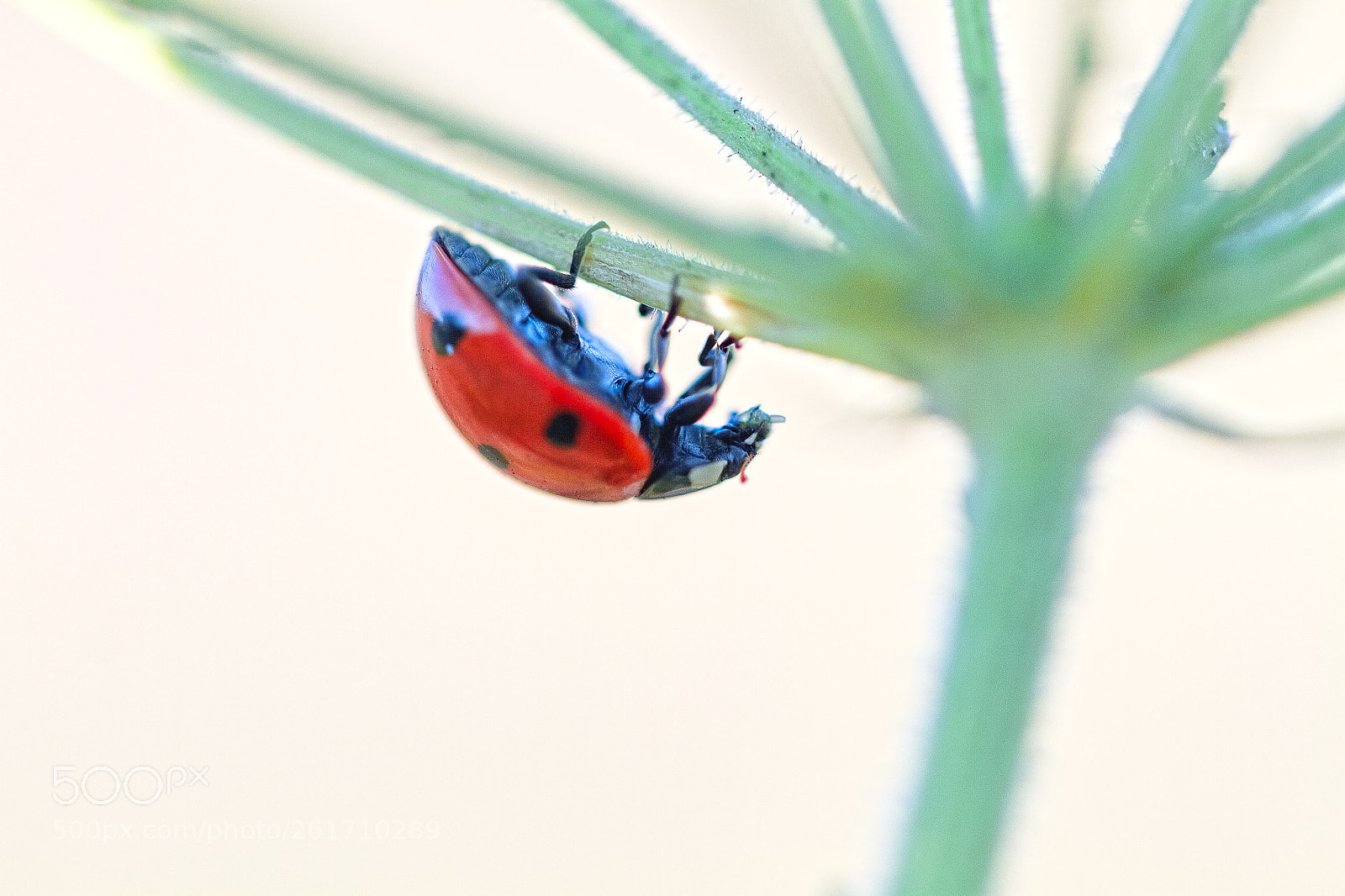 Canon EOS 7D sample photo. Ladybug photography