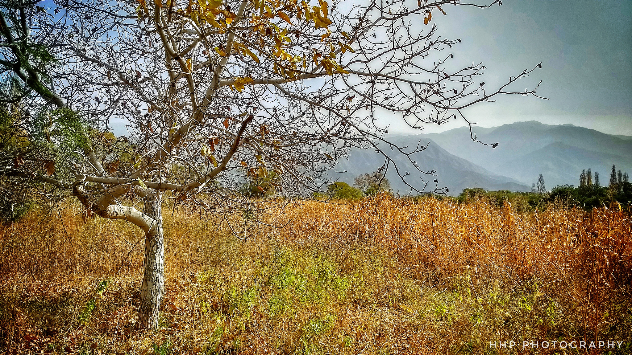 Motorola Moto G (5) Plus sample photo. Zonda wind in autumn photography