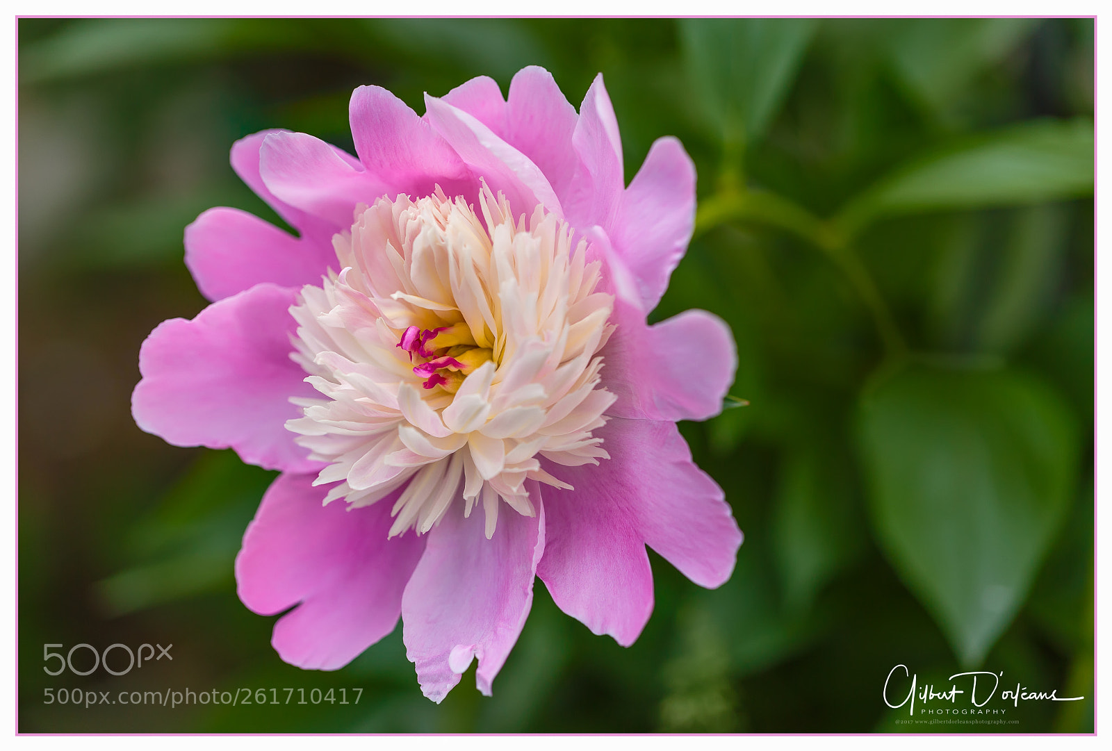 Canon EOS 6D sample photo. Pinky photography
