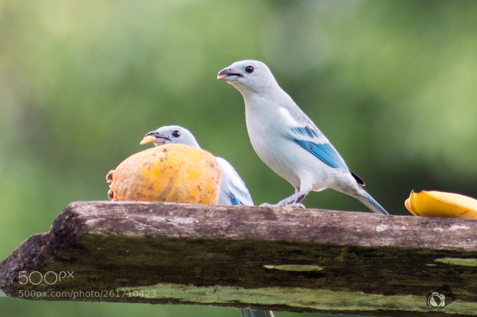 Canon EOS 600D (Rebel EOS T3i / EOS Kiss X5) sample photo. Bird i photography