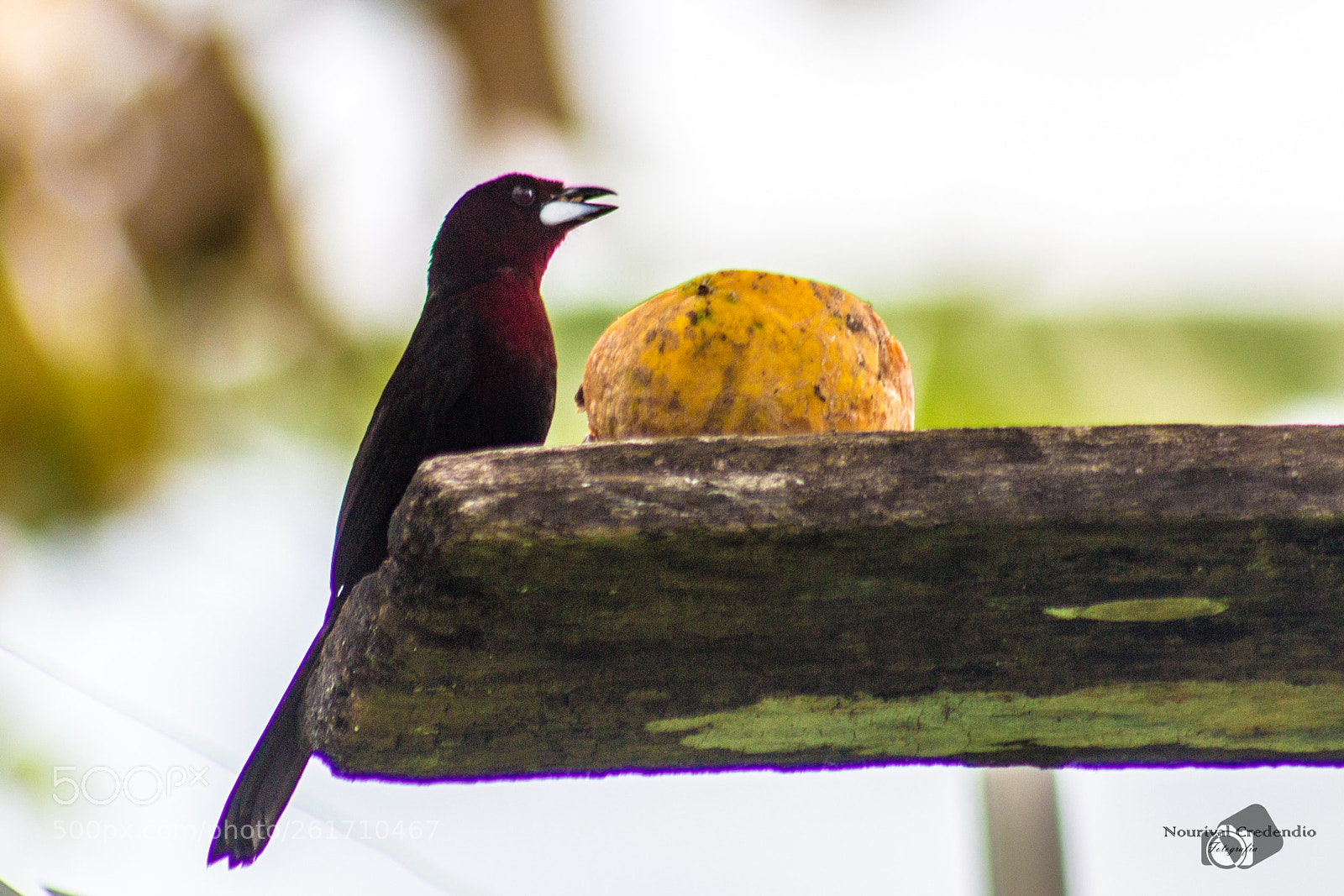 Canon EOS 600D (Rebel EOS T3i / EOS Kiss X5) sample photo. Bird ii photography
