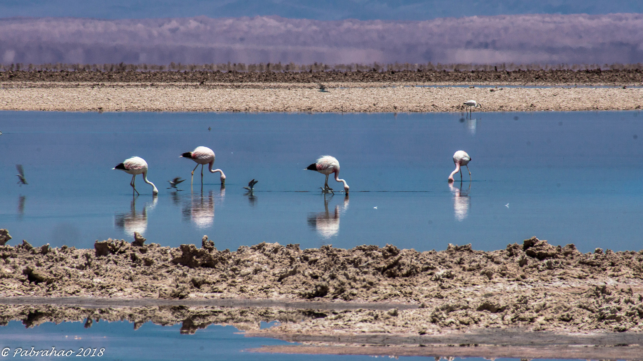 Sony SLT-A57 sample photo. Flamingos. photography