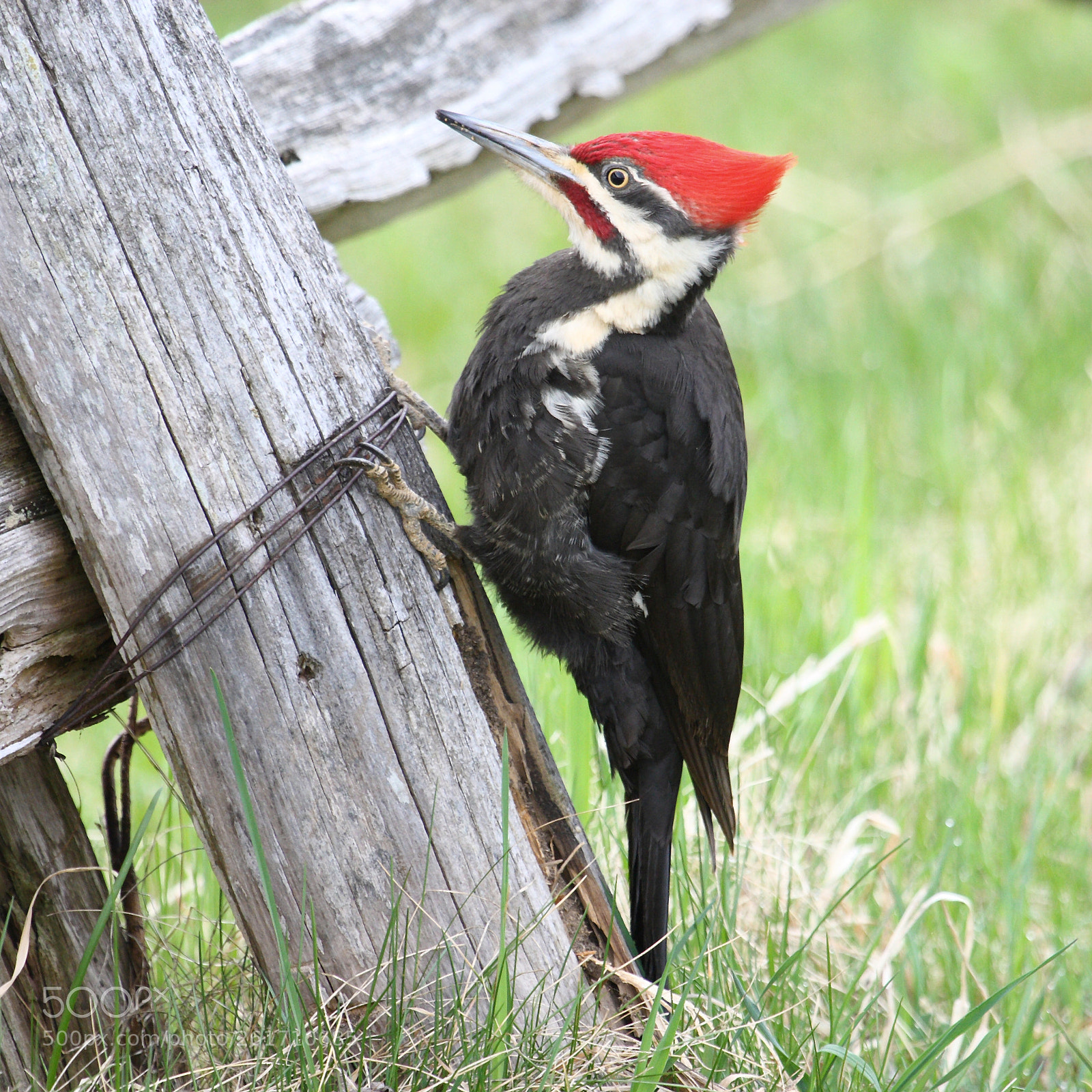 Canon EOS 40D sample photo. Picture of the day photography