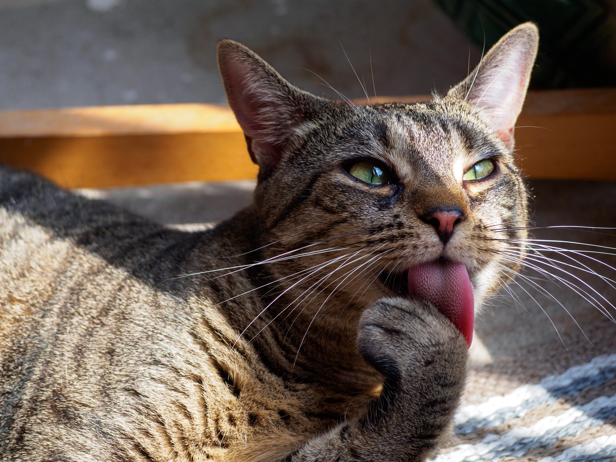 Olympus OM-D E-M10 III sample photo. Suki having a bath in the sun photography