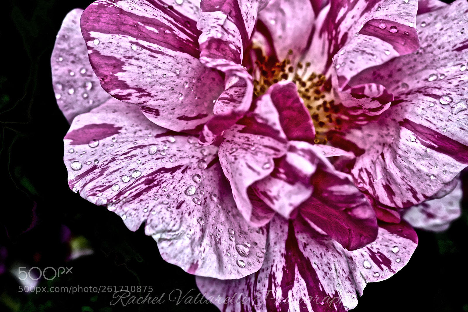 Canon EOS 6D Mark II sample photo. Nybg rose photography