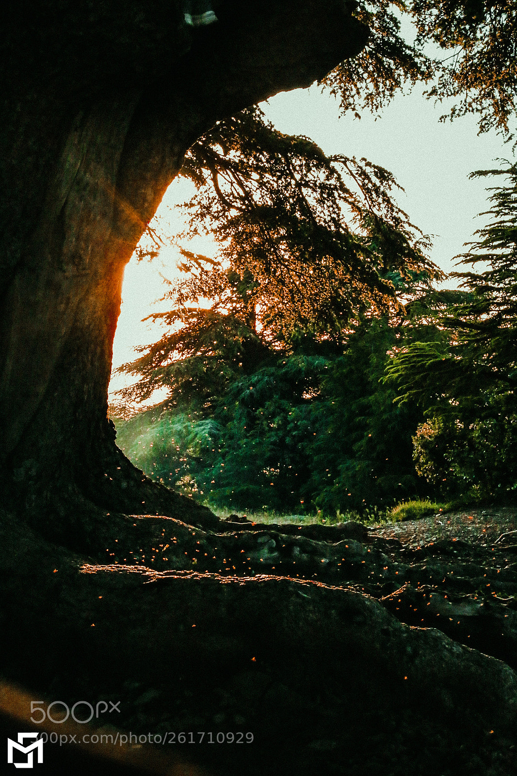 Canon EOS 6D sample photo. Quiet forest photography