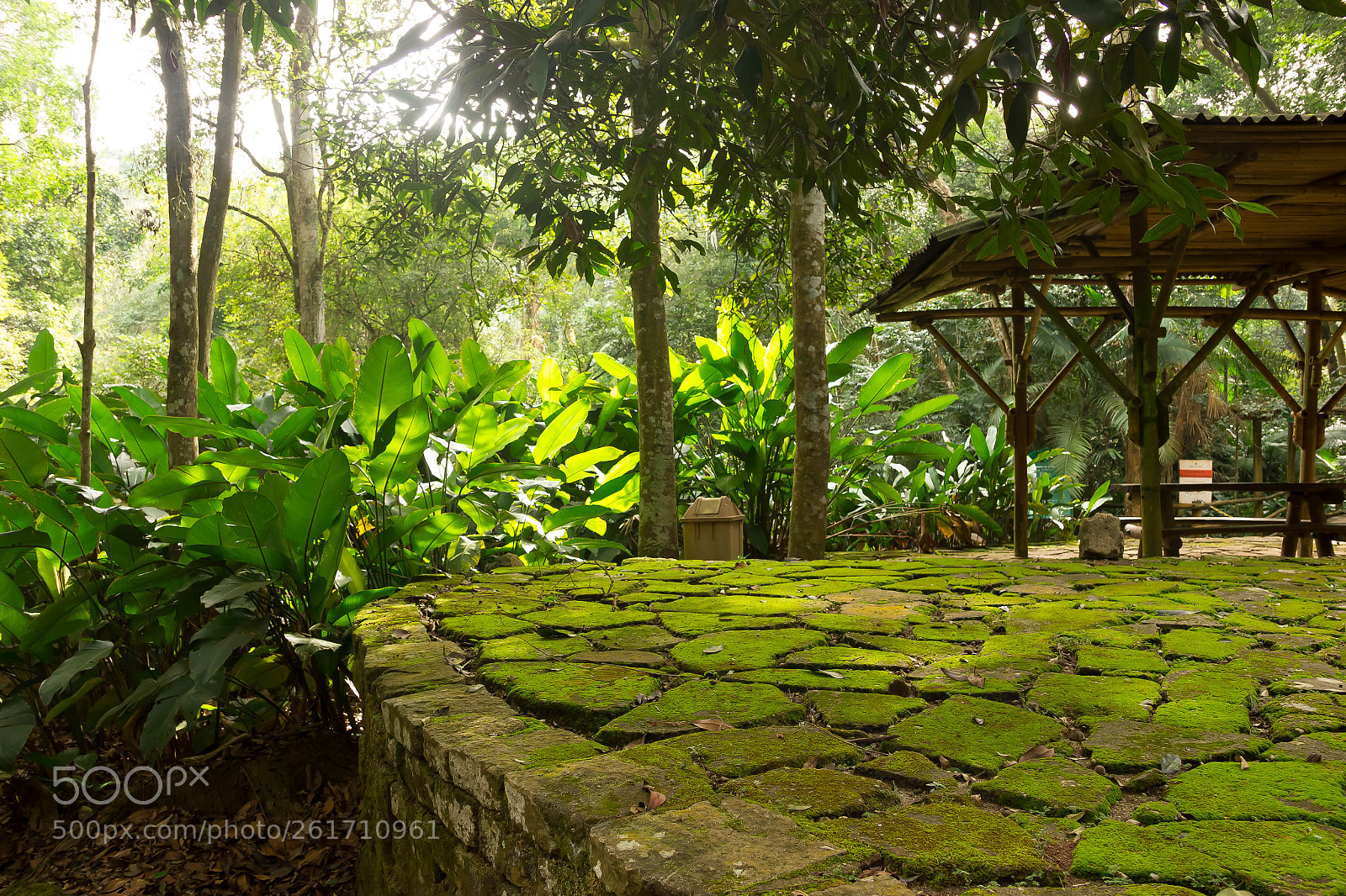 Canon EOS 550D (EOS Rebel T2i / EOS Kiss X4) sample photo. Botanical garden of brazil photography