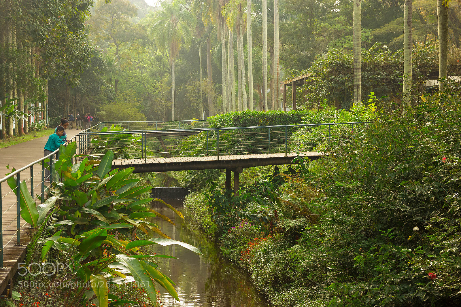 Canon EOS 550D (EOS Rebel T2i / EOS Kiss X4) sample photo. Botanical garden of brazil photography